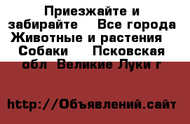 Приезжайте и забирайте. - Все города Животные и растения » Собаки   . Псковская обл.,Великие Луки г.